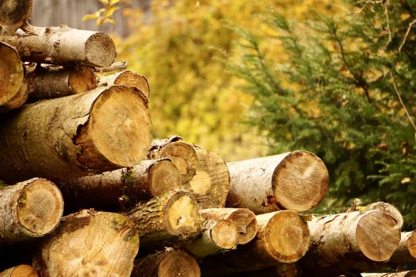 Wood Pile Removal in Parrish