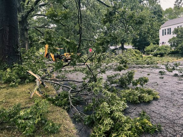 Tree Branch Disposal in Parrish