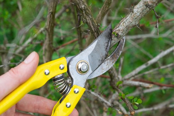 Limbs Removal in Parrish