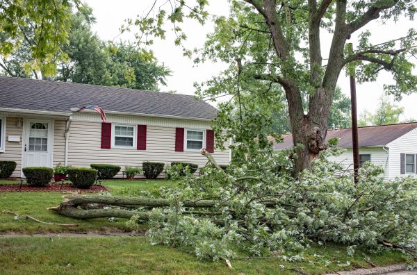 Fallen Branch Removal in Parrish