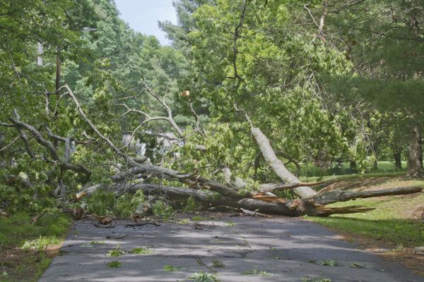 Tree Debris Removal in Parrish